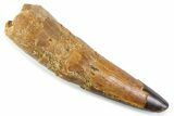 Real Spinosaurus Tooth - Large Dinosaur Tooth #373999-1